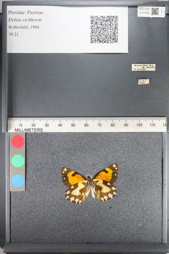 Media type: image;   Entomology 131665